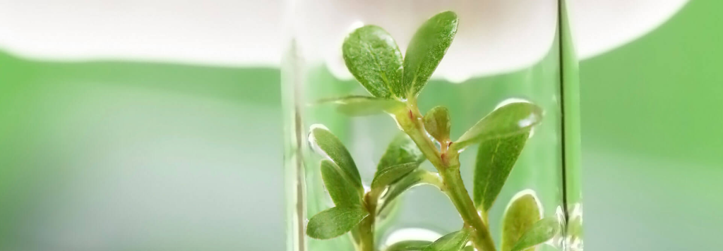 South Africa’s most advanced Plant Tissue Culture Laboratory deploys FarmERP