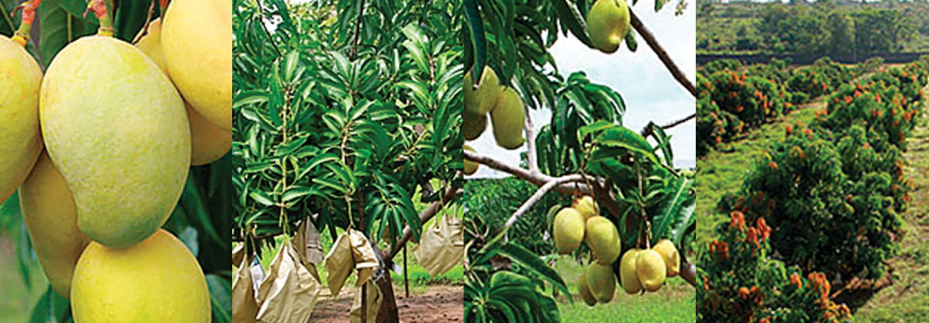 Sri Lanka’s leading Mango plantation company deploys FarmERP