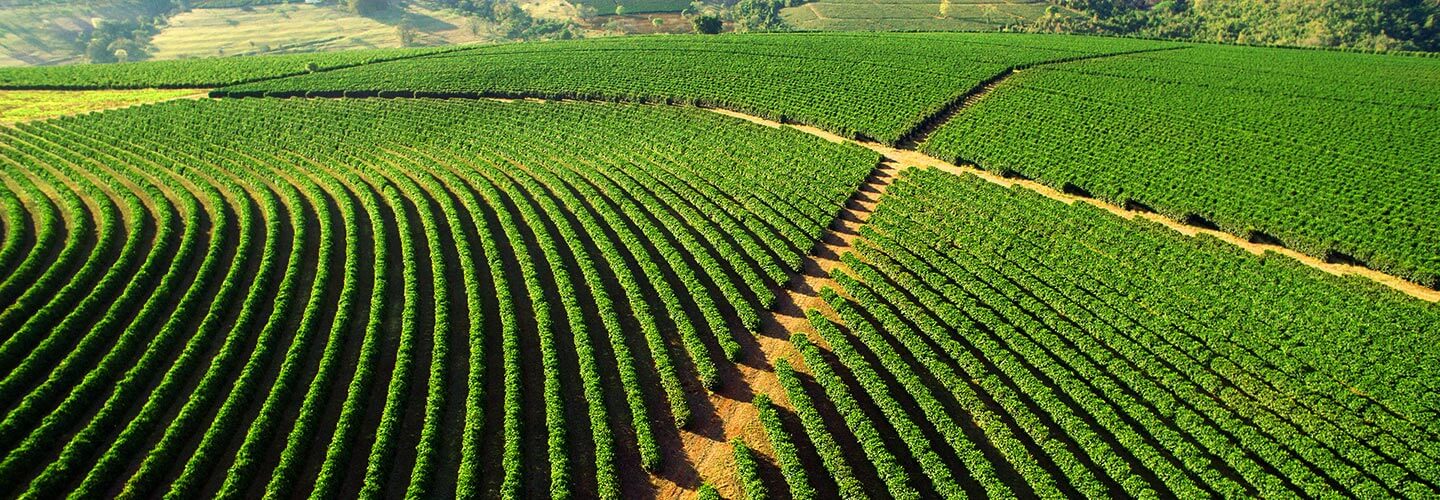 5 Proven Practices to Scale Up Your Plantation Management Successfully